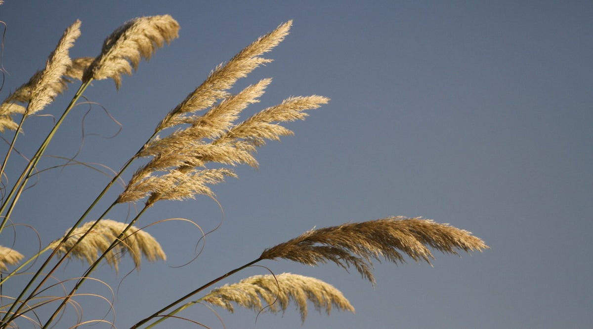 what is a sedge