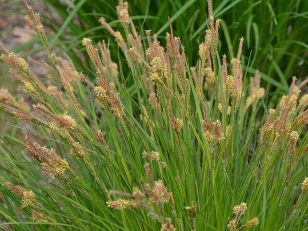 what is sedge